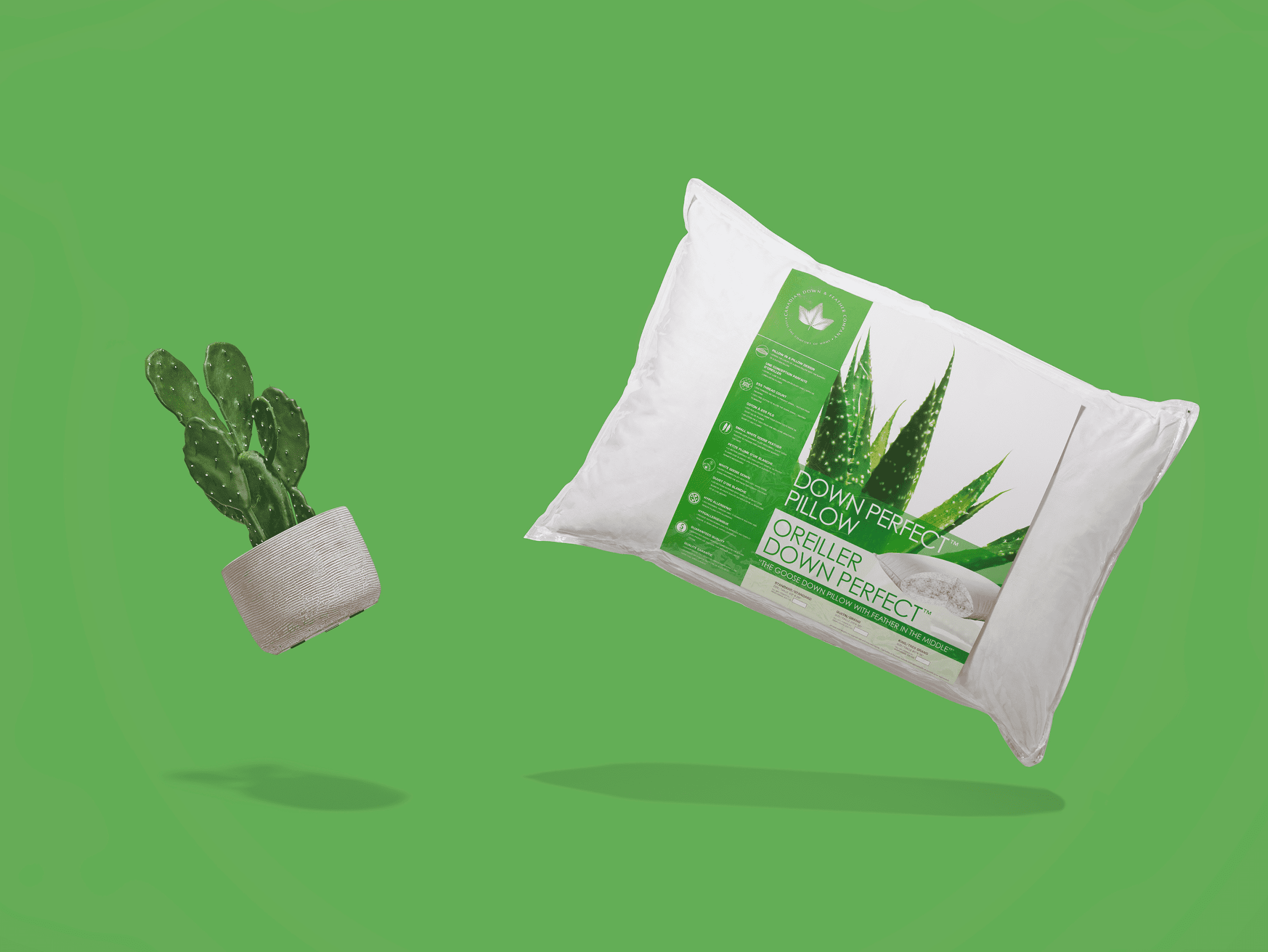 Devant un fond vert, un oreiller en « duvet parfait » de Canadian Down and Feather, à côté d’un pot avec un cactus vert.