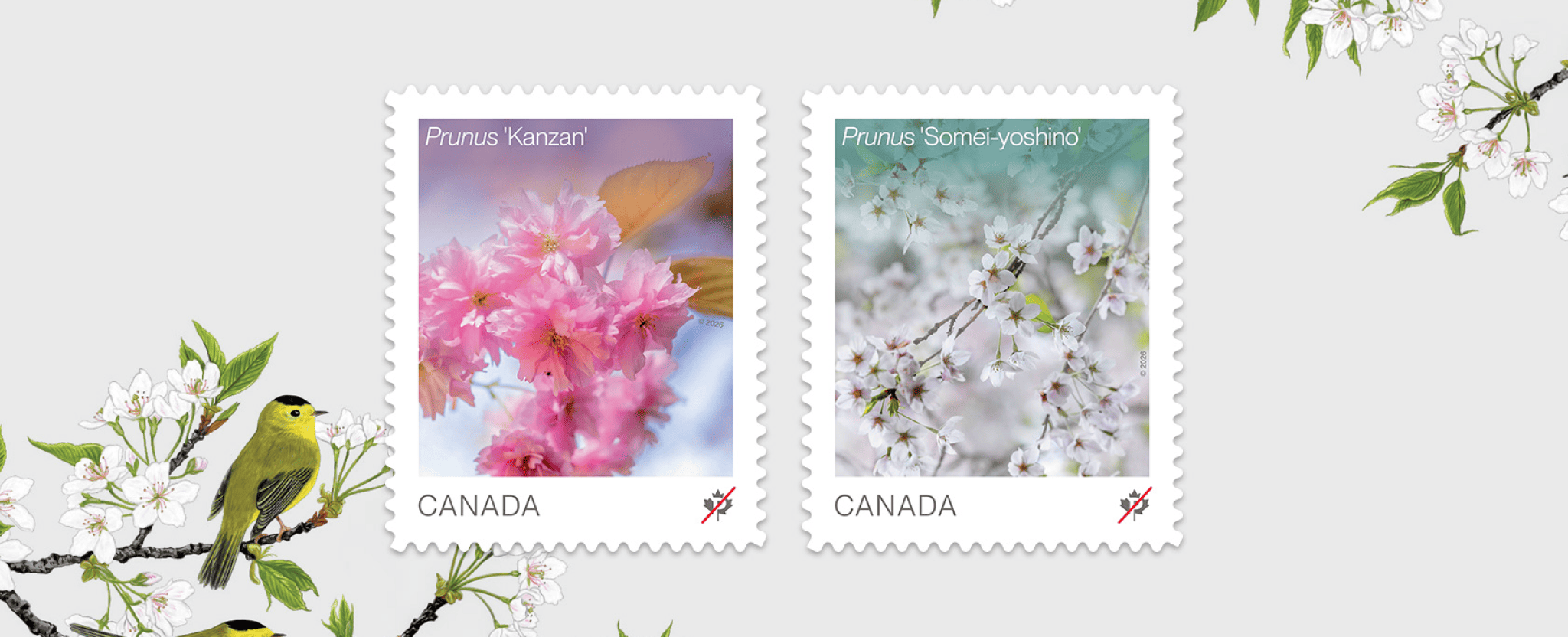 The 2 stamps of the 2026 Flowers series, featuring Prunus ‘Kanzan’ and Prunus ‘Somei yoshino’ cherry blossoms, with illustrated songbirds on flowering branches.