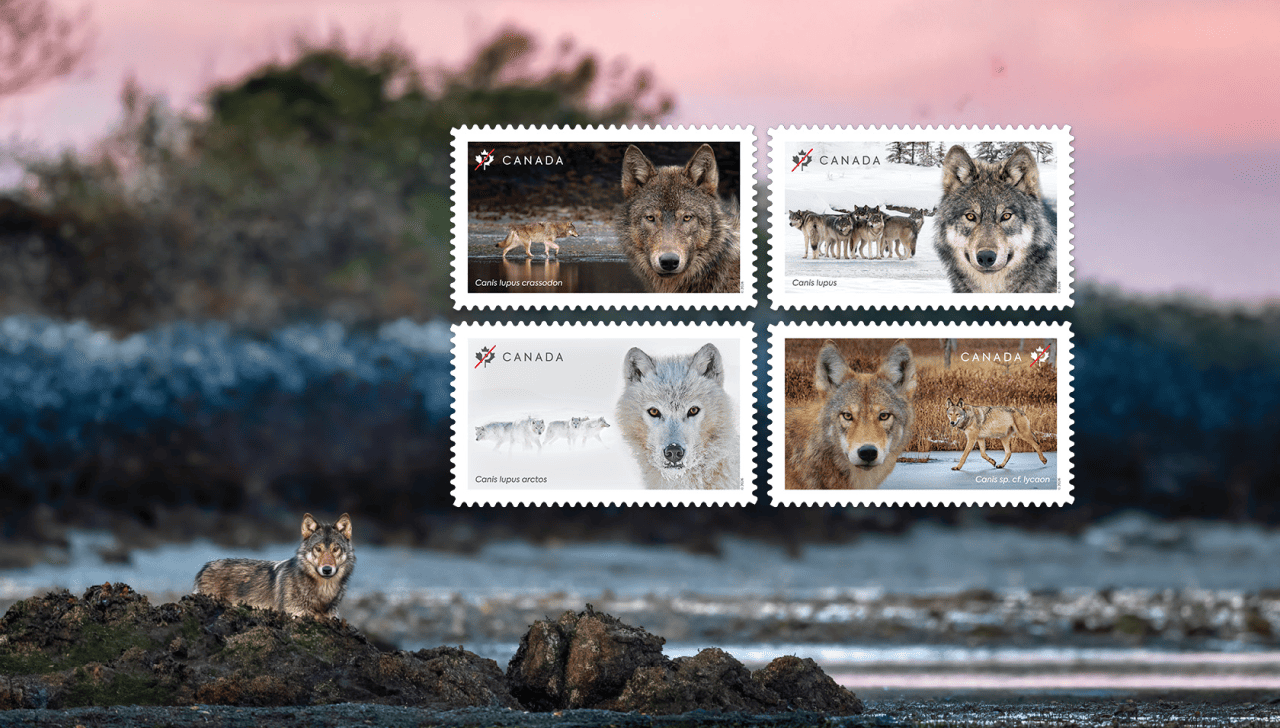 Close-up portraits of 4 wolf species featured on new stamps, including grey, eastern, Arctic grey and coastal grey wolves in Canadian landscapes.